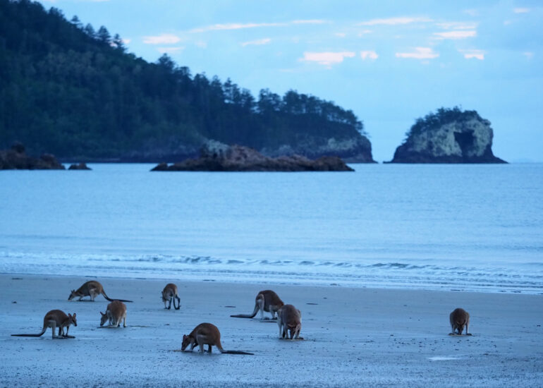 Kängurus am Strand im Cape-Hillsborough-Nationalpark