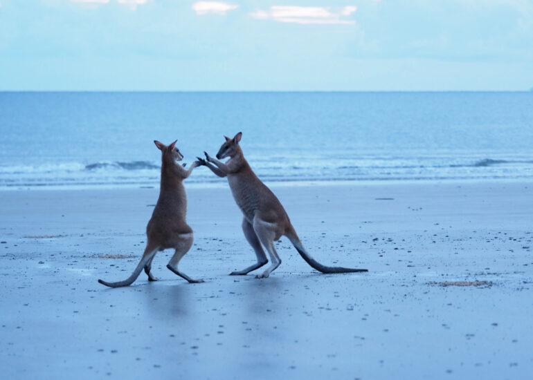 Kängurus am Strand im Cape-Hillsborough-Nationalpark