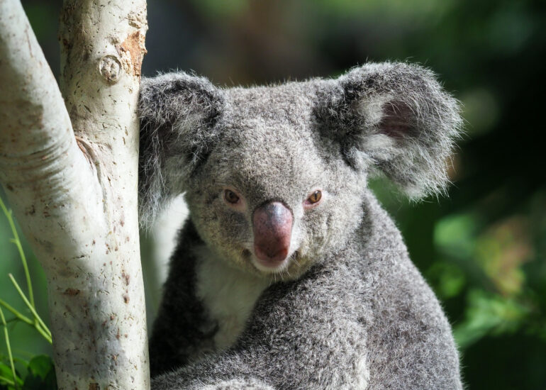 Koala – eines der Wahrzeichen Australiens