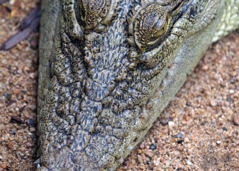 Krokodil