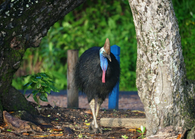 Kasuar, Australiens bekanntester flugunfähiger Laufvogel