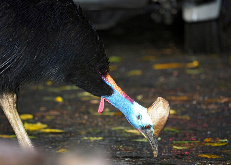 Kasuar, Australiens bekanntester flugunfähiger Laufvogel