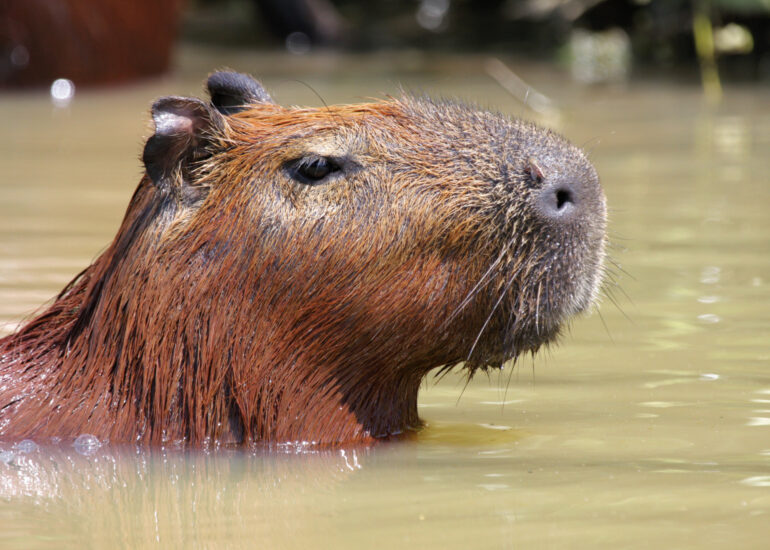 possierliches Wasserschwein