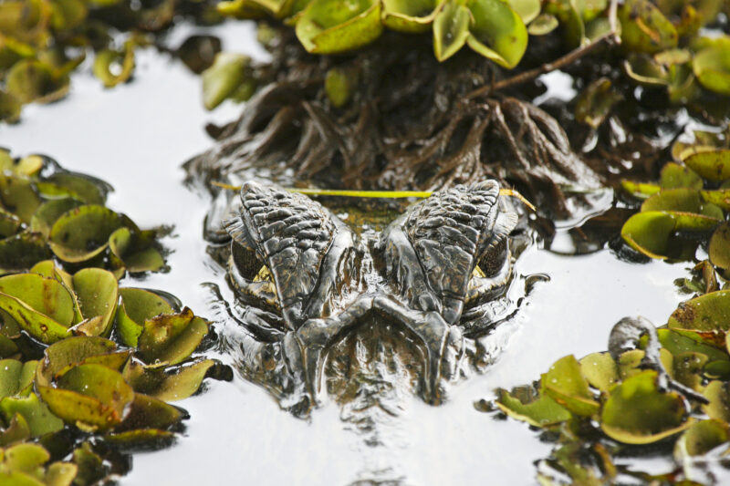 Kaiman auf der Pirsch