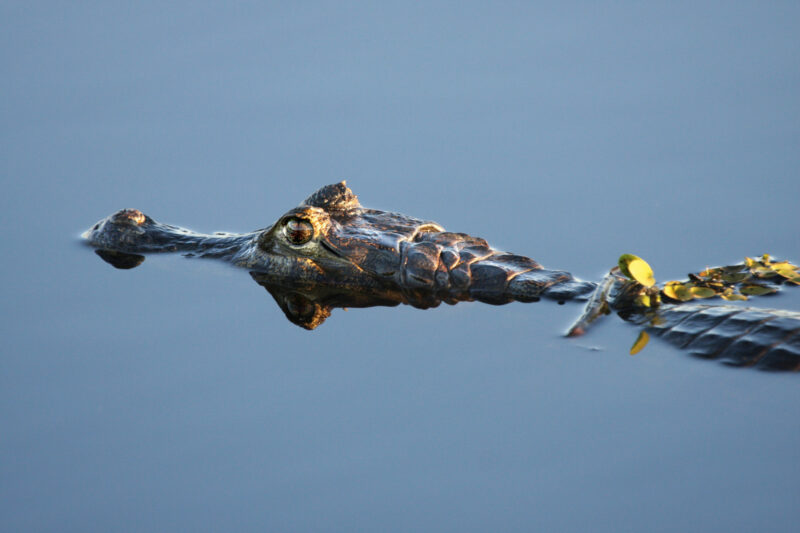 Kaiman auf der Pirsch
