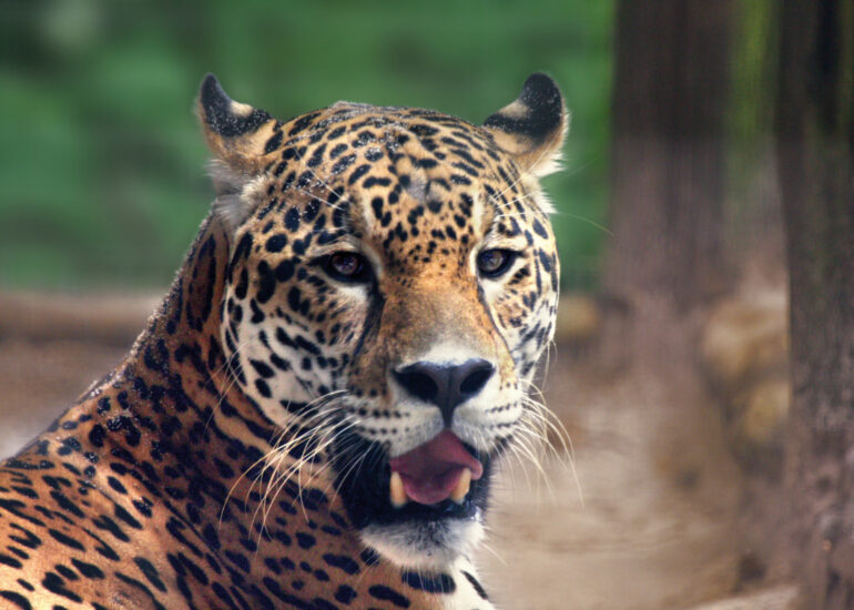 Jaguar