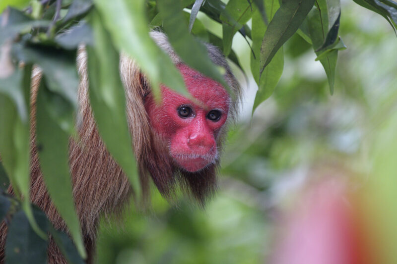 Uakari-Affe