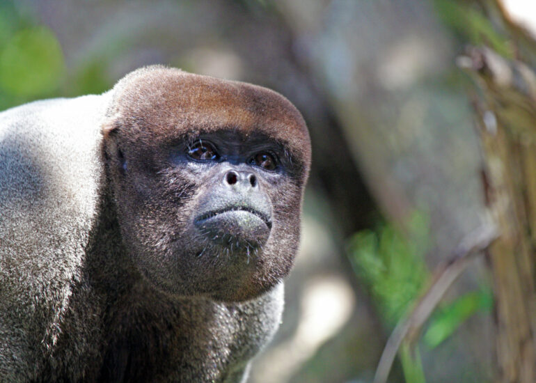 Wollaffe in Brasilien