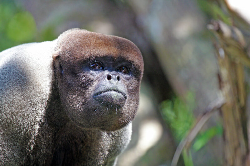 Wollaffe in Brasilien