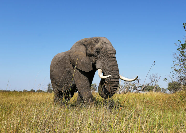Elefant im Okavango-Delta