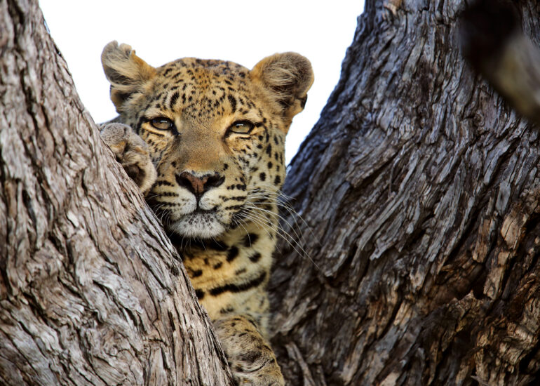 Leopardenporträt im Morgenlicht