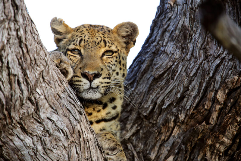 Leopardenporträt im Morgenlicht