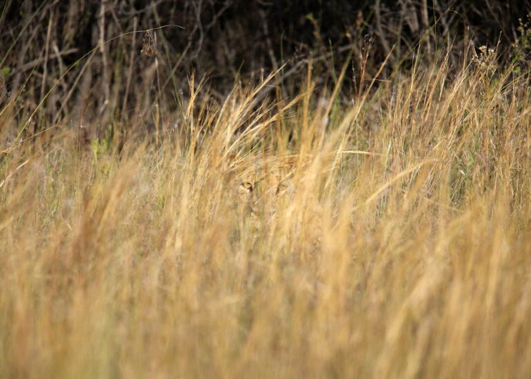 Löwe am Rande des Okavango-Delta