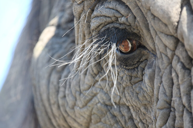 Elefantenauge im Detail