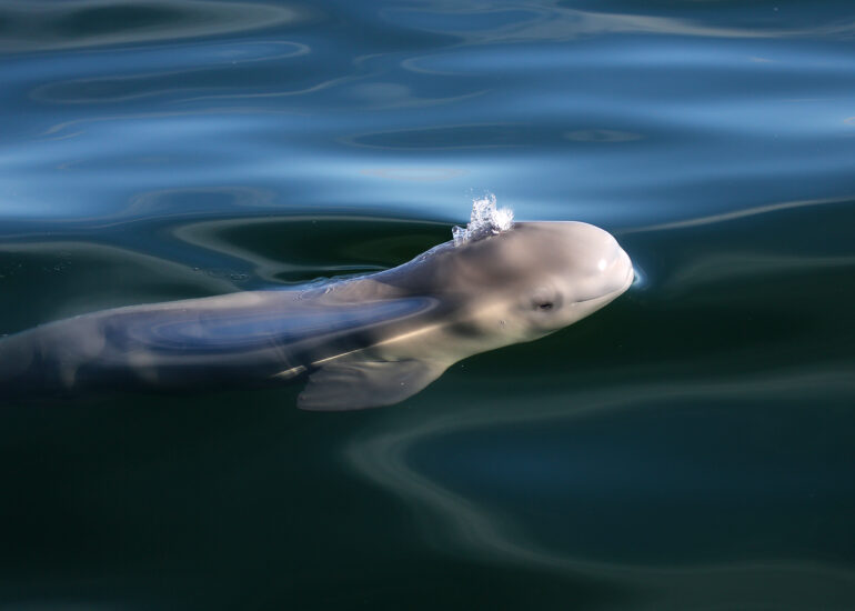 Beluga
