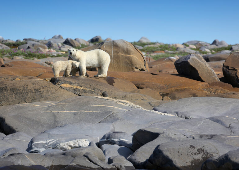 Eisbärmutter mit Jungtier