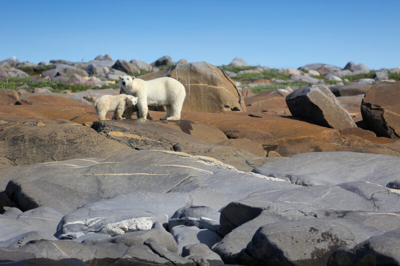 Eisbärmutter mit Jungtier