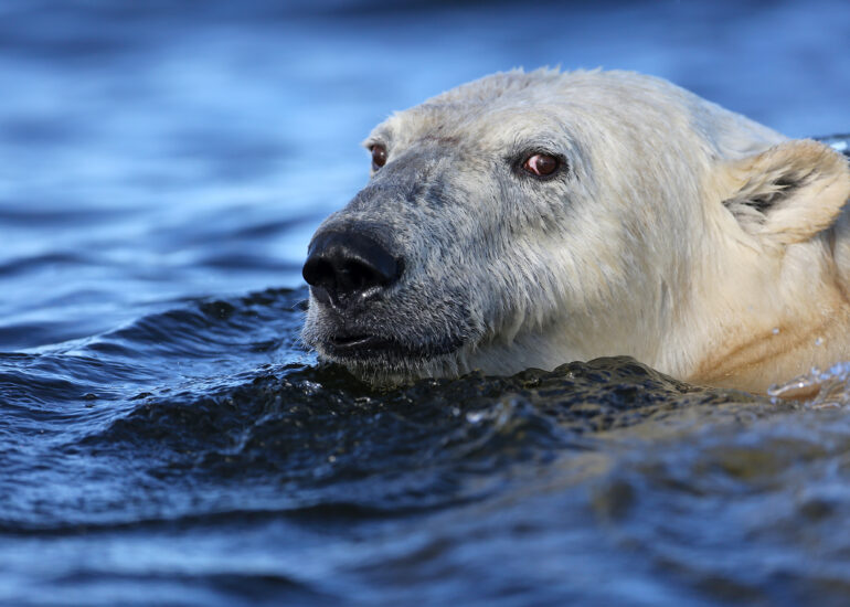 Schwimmender Eisbär