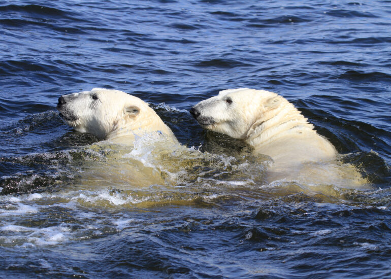 Eisbärenpaar beim Schwimmen
