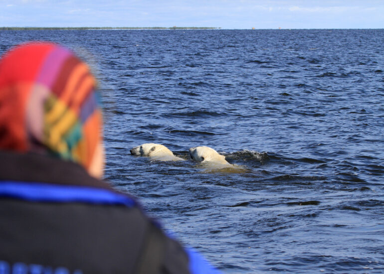 Eisbärbeobachtung vom Schiff