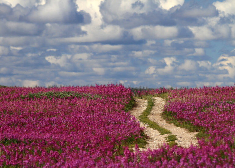 Blühendes Feuerlilienfeld in Pink