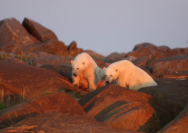 Eisbärenpaar im Abendrot