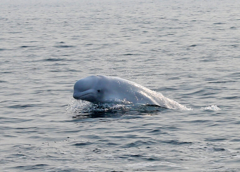 Beluga-Beobachtung