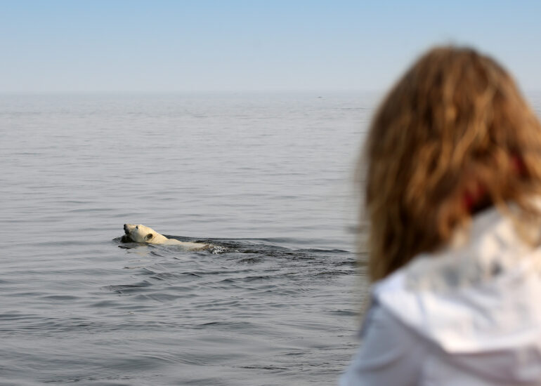 Eisbärbeobachtung vom Schiff aus