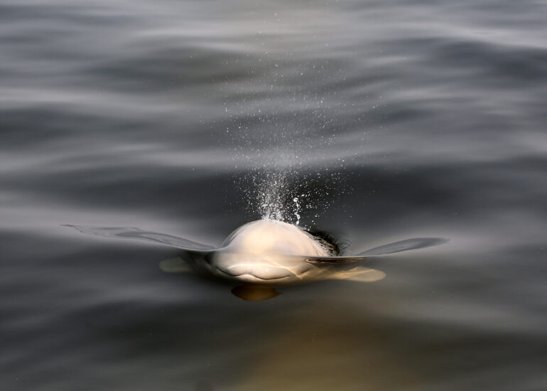 Belugawal mit Wasserfontäne