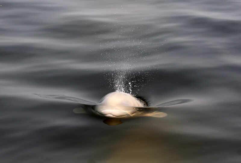 Belugawal mit Wasserfontäne
