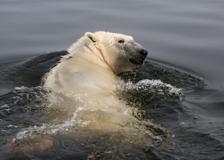 schwimmender Eisbär