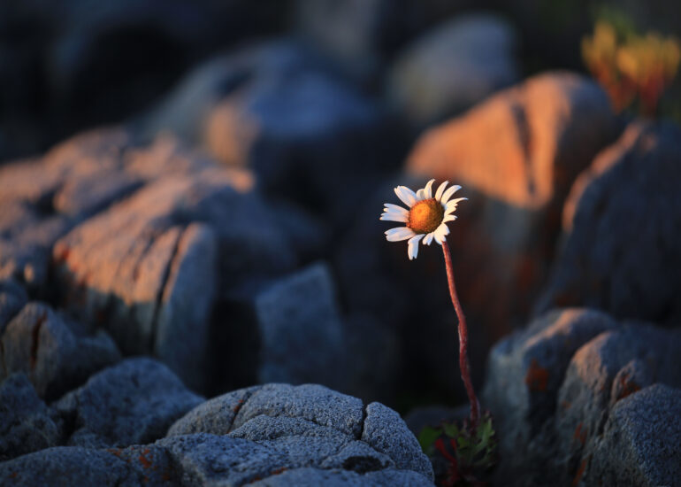 Zarte Blüten im Sommer in Churchill