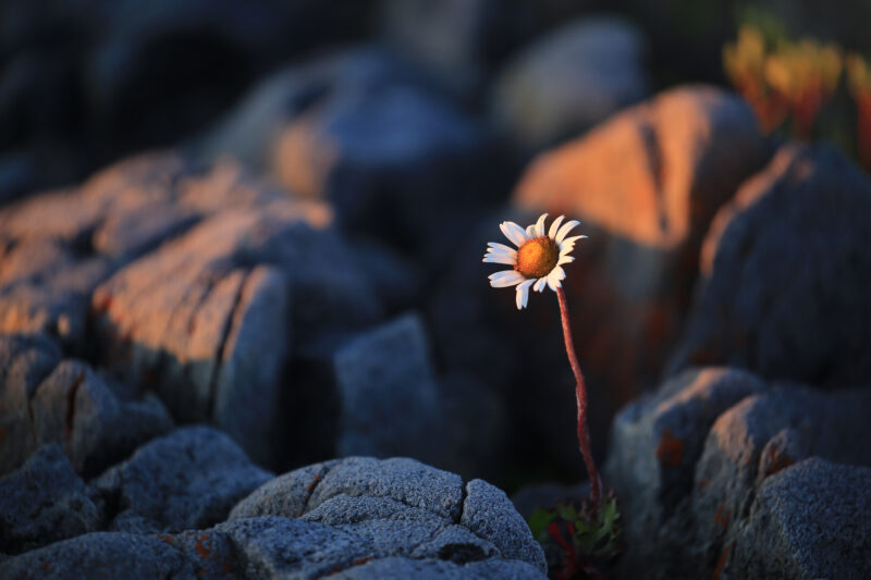 Zarte Blüten im Sommer in Churchill
