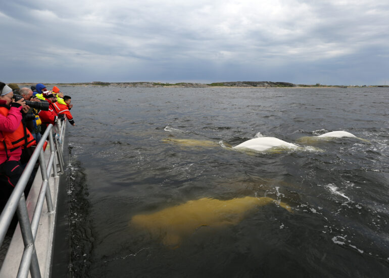 Belugawale neben dem Boot