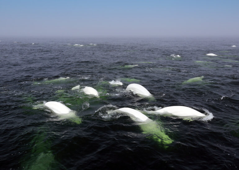 Belugawale in der Hudson Bay