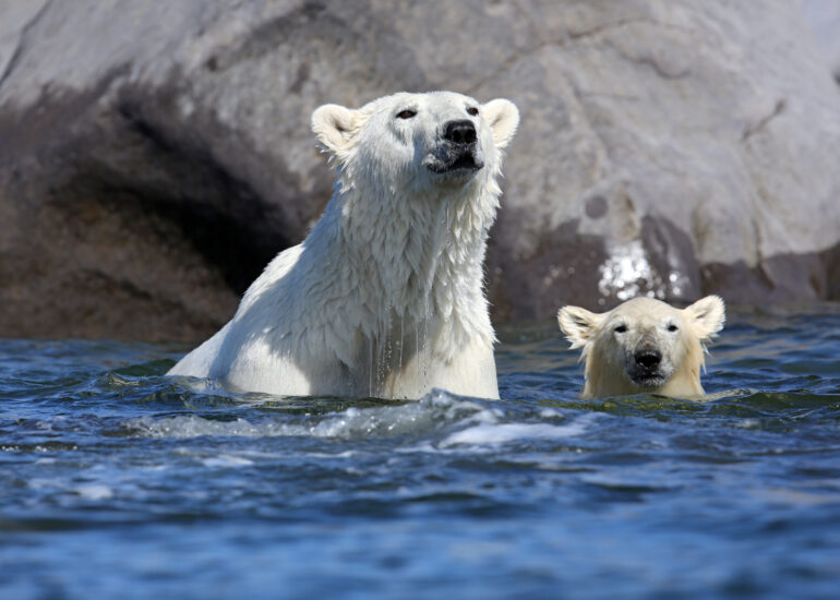 Eisbärenmutter mit Jungtier