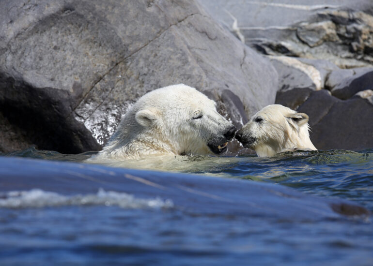 Eisbärin mit Jungtier