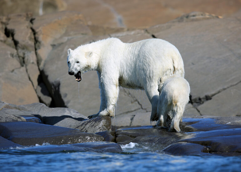 Eisbärin mit Jungtier
