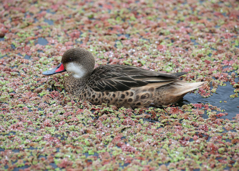 Ente tummelt sich in Wasserpflanzen