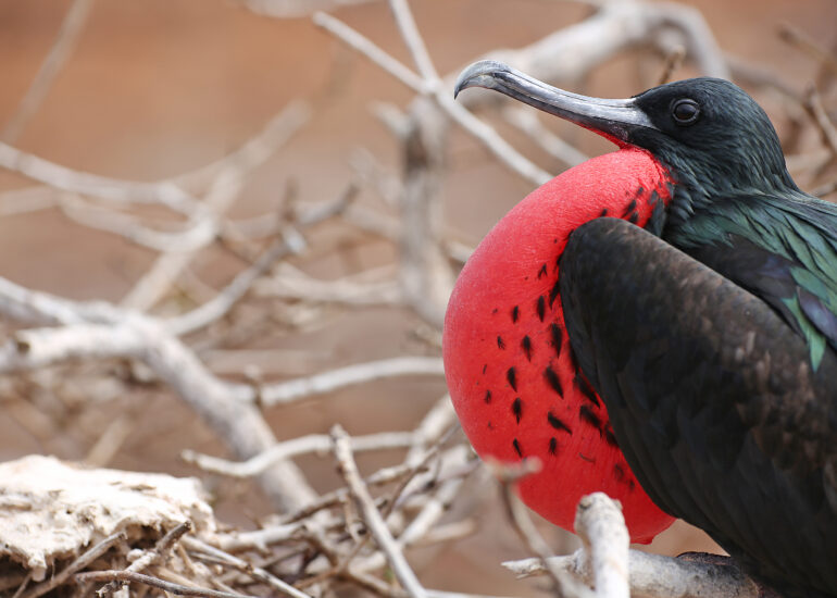 Fregattvogel in der Balz