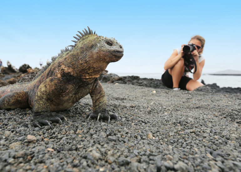 Meerechse in Fotopose