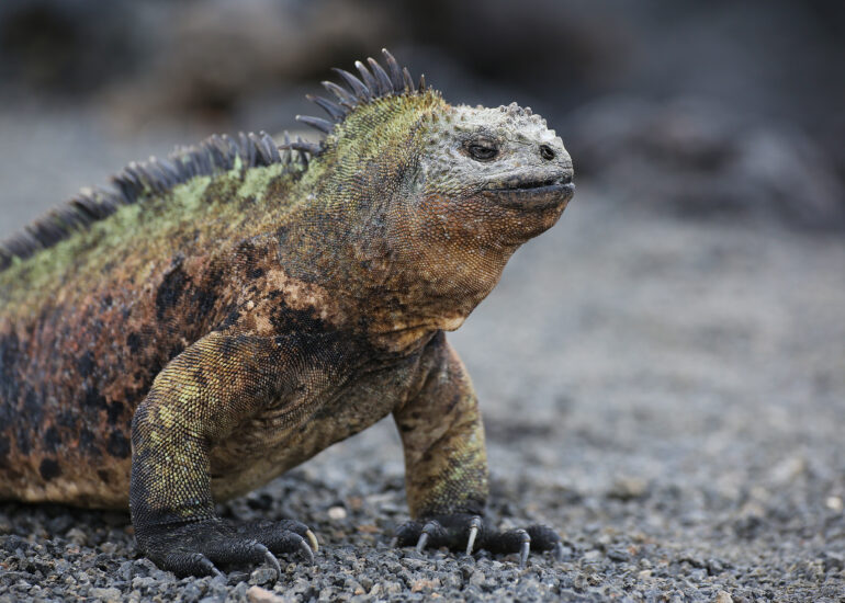 Meerechse auf Galapagos