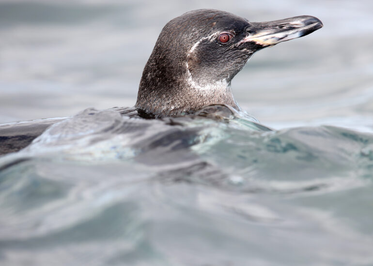 Galapagos-Pinguin im Wasser