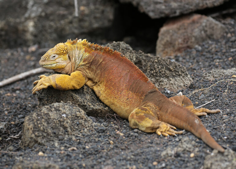 Landleguan beim Sonnenbad