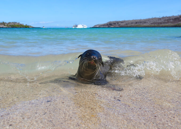 Kleine Galapagos-Robbe am Strand