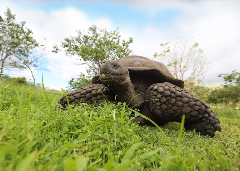 Riesenschildkröte auf der Wiese