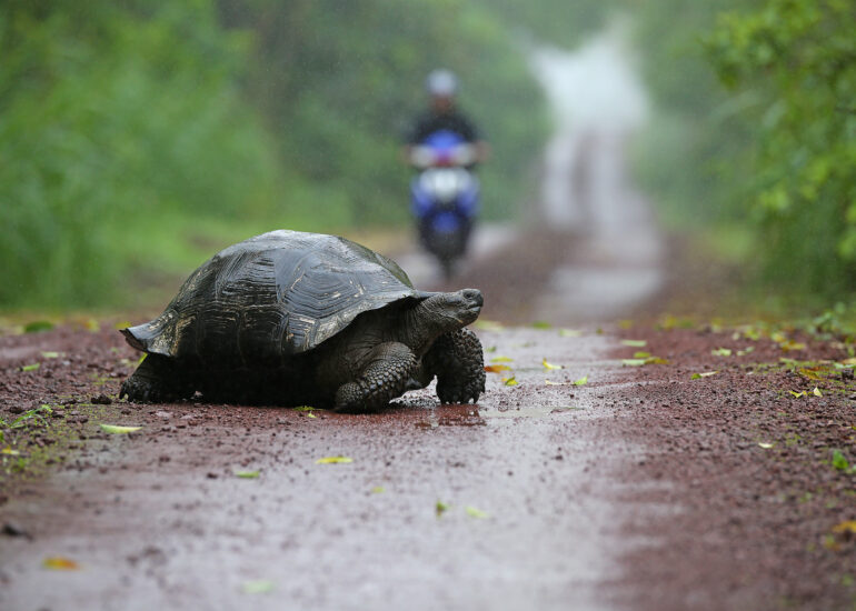 Achtung Riesenschildkröte hat Vorfahrt
