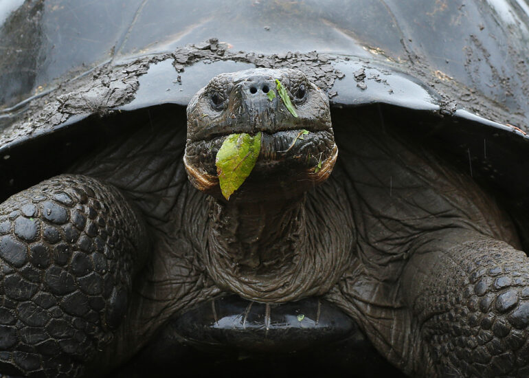 Riesenschildkröte beim Fressen frontal