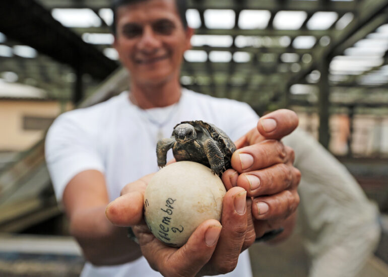 Schildkrötenbaby auf einem Riesenschildkröten-Ei