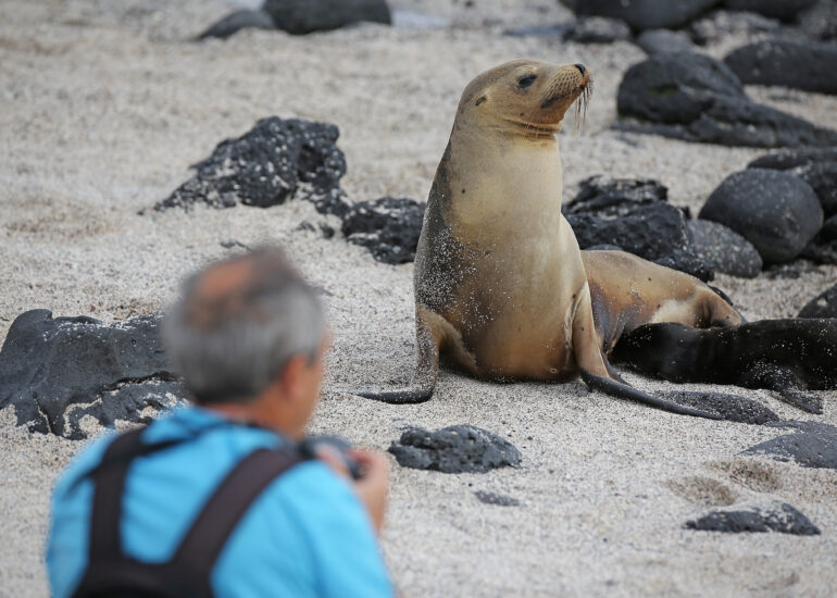 Seelöwe vor der Linse
